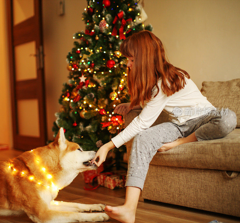 redhead girl give a food to  Japanese Akita Inu in a New Year's interior